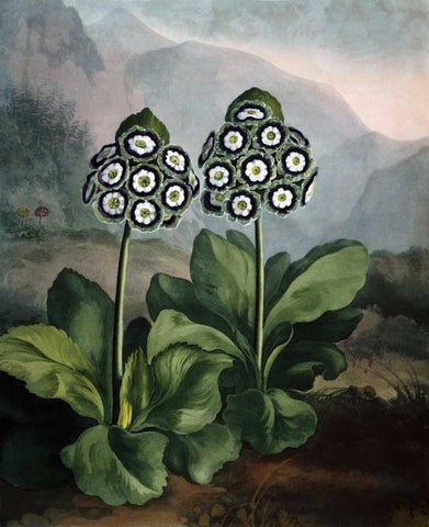 Auriculas White Modern Wood Framed Art Print with Double Matting by Thornton, Dr R
