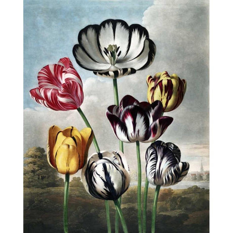 Tulips Gold Ornate Wood Framed Art Print with Double Matting by Thornton, Dr R