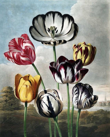 Tulips White Modern Wood Framed Art Print with Double Matting by Thornton, Dr R