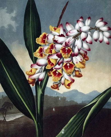 Orchid White Modern Wood Framed Art Print with Double Matting by Thornton, Dr R