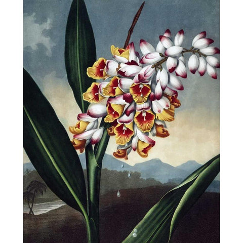 Orchid Gold Ornate Wood Framed Art Print with Double Matting by Thornton, Dr R