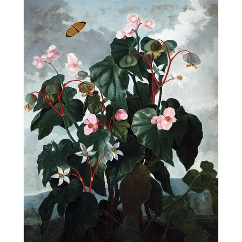Begonia Gold Ornate Wood Framed Art Print with Double Matting by Thornton, Dr R