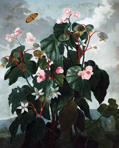 Begonia White Modern Wood Framed Art Print with Double Matting by Thornton, Dr R