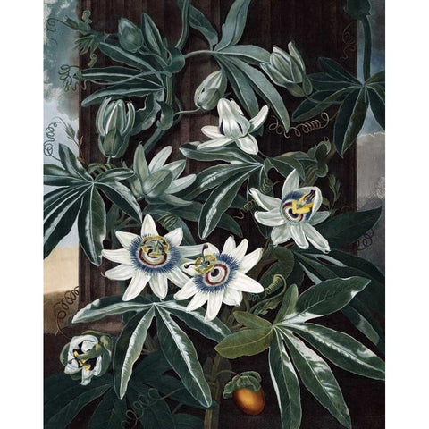 Blue Passion Flower Gold Ornate Wood Framed Art Print with Double Matting by Thornton, Dr R