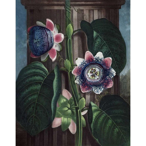 Quadrangular Passion Flower Gold Ornate Wood Framed Art Print with Double Matting by Thornton, Dr R