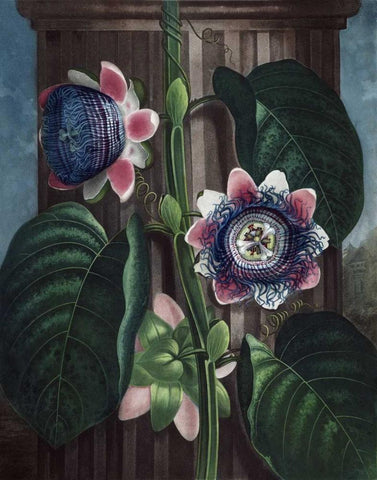 Quadrangular Passion Flower Black Ornate Wood Framed Art Print with Double Matting by Thornton, Dr R