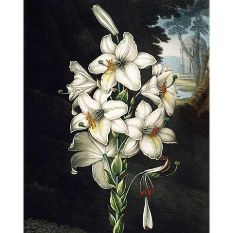 White Lily Gold Ornate Wood Framed Art Print with Double Matting by Thornton, Dr R