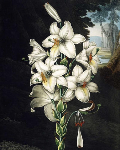 White Lily Black Ornate Wood Framed Art Print with Double Matting by Thornton, Dr R
