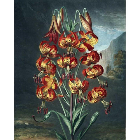 Superb Lily White Modern Wood Framed Art Print by Thornton, Dr R
