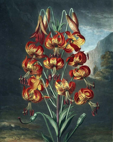 Superb Lily Black Ornate Wood Framed Art Print with Double Matting by Thornton, Dr R