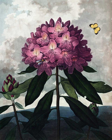 Rhododendron Black Ornate Wood Framed Art Print with Double Matting by Thornton, Dr R
