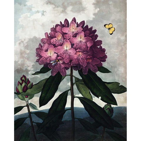 Rhododendron Black Modern Wood Framed Art Print with Double Matting by Thornton, Dr R
