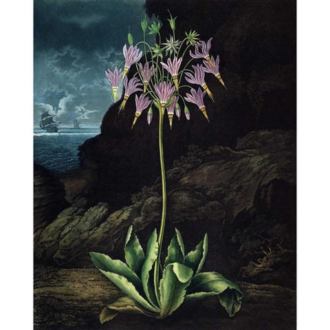 American Cowslip Gold Ornate Wood Framed Art Print with Double Matting by Thornton, Dr R