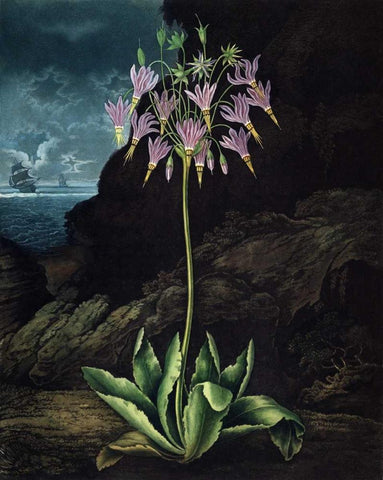 American Cowslip White Modern Wood Framed Art Print with Double Matting by Thornton, Dr R
