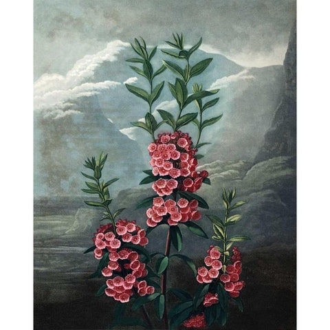 Narrow Leaved  Kalmia Gold Ornate Wood Framed Art Print with Double Matting by Thornton, Dr R