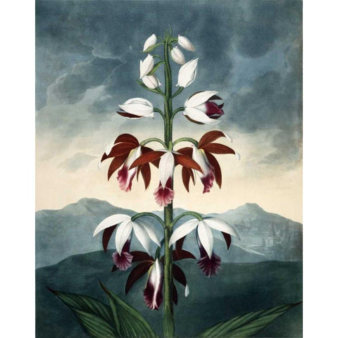 China Limaderen Gold Ornate Wood Framed Art Print with Double Matting by Michaux, Francois A.