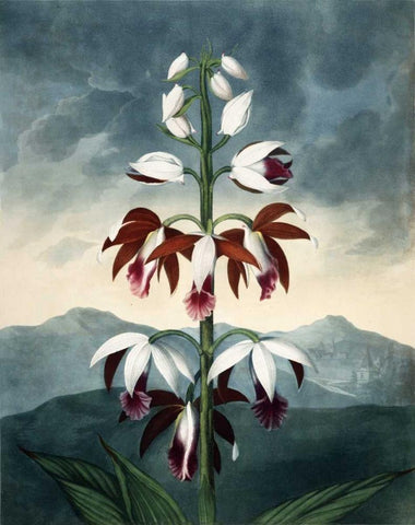 China Limaderen White Modern Wood Framed Art Print with Double Matting by Michaux, Francois A.
