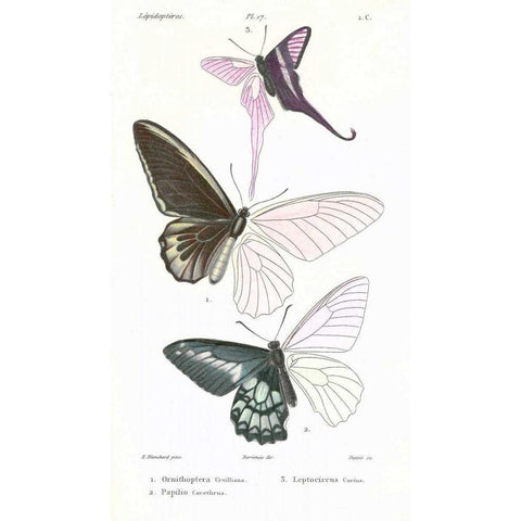 Butterflies, Plate 17 Black Modern Wood Framed Art Print with Double Matting by Blanchard, Emile