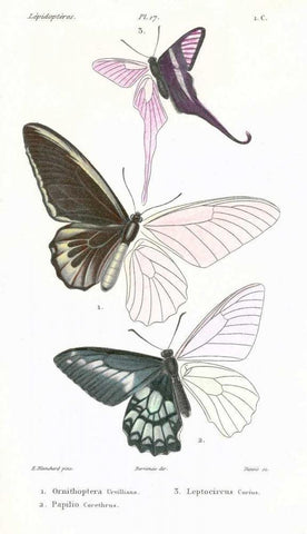 Butterflies, Plate 17 Black Ornate Wood Framed Art Print with Double Matting by Blanchard, Emile