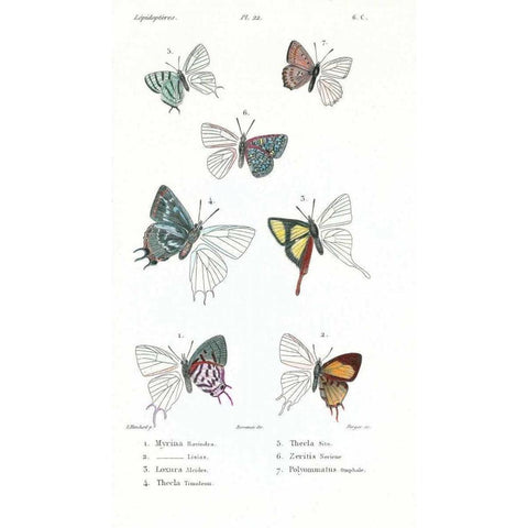 Buterflies, Plate 22 White Modern Wood Framed Art Print by Blanchard, Emile