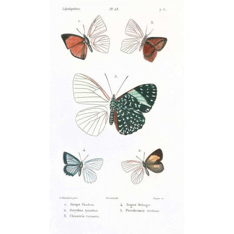 Butterflies, Plate 23 White Modern Wood Framed Art Print by Blanchard, Emile