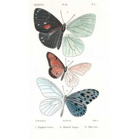 Butterflies, Plate 24 Black Modern Wood Framed Art Print with Double Matting by Blanchard, Emile