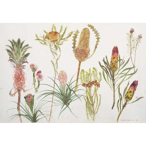 Banksia, Tillandsia, Proteus and Pineapple Gold Ornate Wood Framed Art Print with Double Matting by Blackadder, Elizabeth