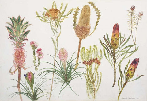 Banksia, Tillandsia, Proteus and Pineapple White Modern Wood Framed Art Print with Double Matting by Blackadder, Elizabeth