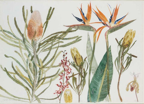 Strelizia, Banksia and Orchids White Modern Wood Framed Art Print with Double Matting by Blackadder, Elizabeth