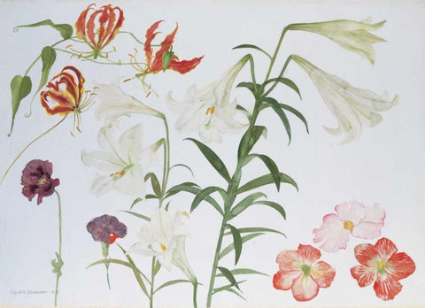 Lilies and Begonias Black Ornate Wood Framed Art Print with Double Matting by Blackadder, Elizabeth