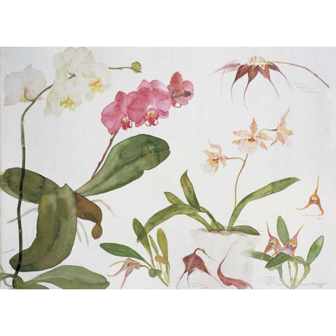 Orchid Studies Black Modern Wood Framed Art Print with Double Matting by Blackadder, Elizabeth
