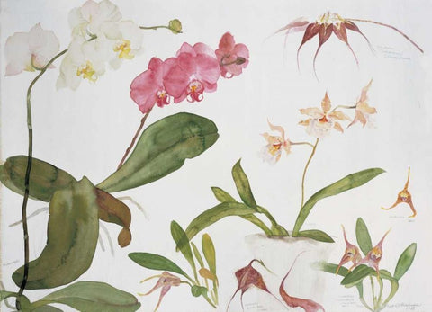 Orchid Studies Black Ornate Wood Framed Art Print with Double Matting by Blackadder, Elizabeth