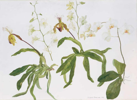 Orchids, Paphiopedilum and Dendrobium Black Ornate Wood Framed Art Print with Double Matting by Blackadder, Elizabeth