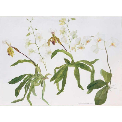 Orchids, Paphiopedilum and Dendrobium Gold Ornate Wood Framed Art Print with Double Matting by Blackadder, Elizabeth