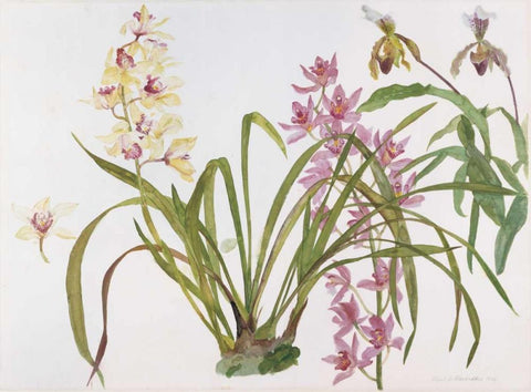 Orchids, Paphiopedilum and Cymbidium White Modern Wood Framed Art Print with Double Matting by Blackadder, Elizabeth