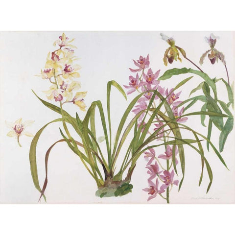 Orchids, Paphiopedilum and Cymbidium Gold Ornate Wood Framed Art Print with Double Matting by Blackadder, Elizabeth