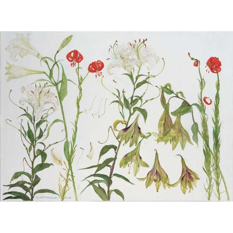 Lilies, Auratum, Nepalense, and Chalcedonicum Gold Ornate Wood Framed Art Print with Double Matting by Blackadder, Elizabeth