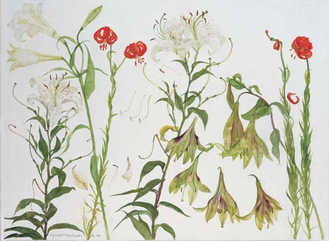 Lilies, Auratum, Nepalense, and Chalcedonicum White Modern Wood Framed Art Print with Double Matting by Blackadder, Elizabeth