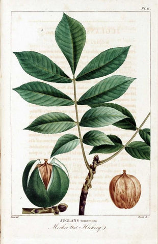 Hickory Nut White Modern Wood Framed Art Print with Double Matting by Michaux, Francois A.
