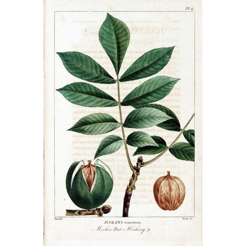 Hickory Nut White Modern Wood Framed Art Print by Michaux, Francois A.