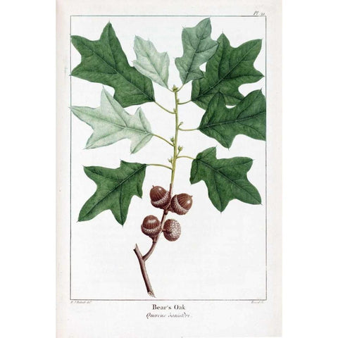 Bears Oak Black Modern Wood Framed Art Print with Double Matting by Michaux, Francois A.