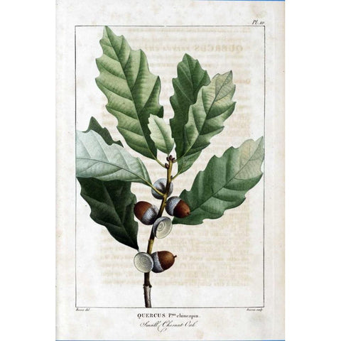 Small Chestnut Oak White Modern Wood Framed Art Print by Michaux, Francois A.