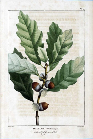 Small Chestnut Oak Black Ornate Wood Framed Art Print with Double Matting by Michaux, Francois A.