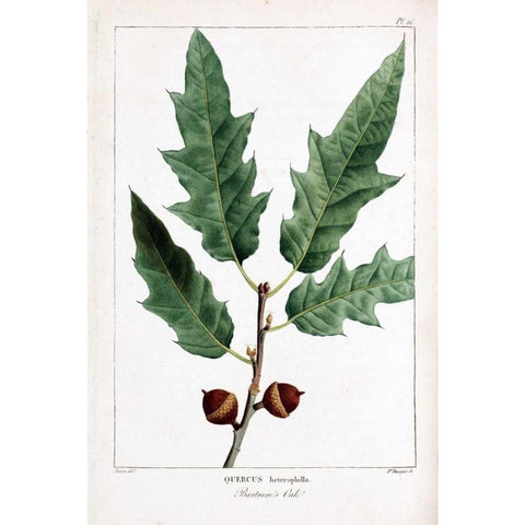 Bartrams Oak Gold Ornate Wood Framed Art Print with Double Matting by Michaux, Francois A.
