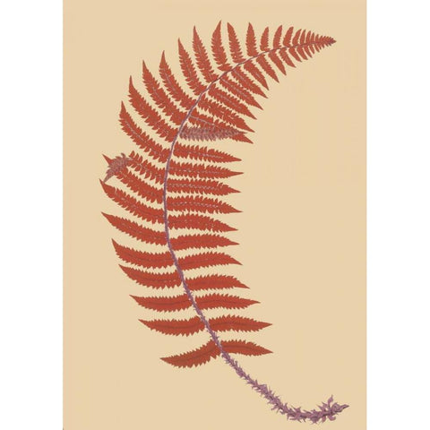 Soft Prickly Shield Fern Gold Ornate Wood Framed Art Print with Double Matting by Heath, Francis George