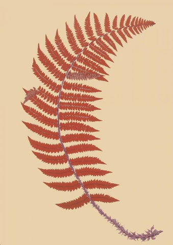 Soft Prickly Shield Fern Black Ornate Wood Framed Art Print with Double Matting by Heath, Francis George