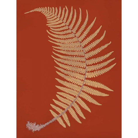 Male Fern Gold Ornate Wood Framed Art Print with Double Matting by Heath, Francis George