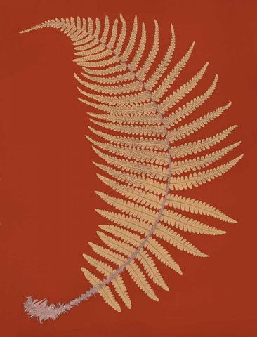 Male Fern White Modern Wood Framed Art Print with Double Matting by Heath, Francis George