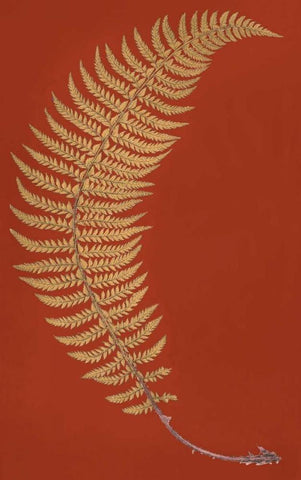 Hard Prickly Shied Fern White Modern Wood Framed Art Print with Double Matting by Heath, Francis George