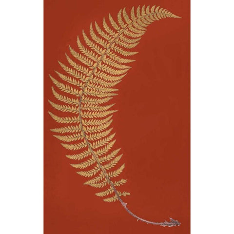 Hard Prickly Shied Fern Gold Ornate Wood Framed Art Print with Double Matting by Heath, Francis George